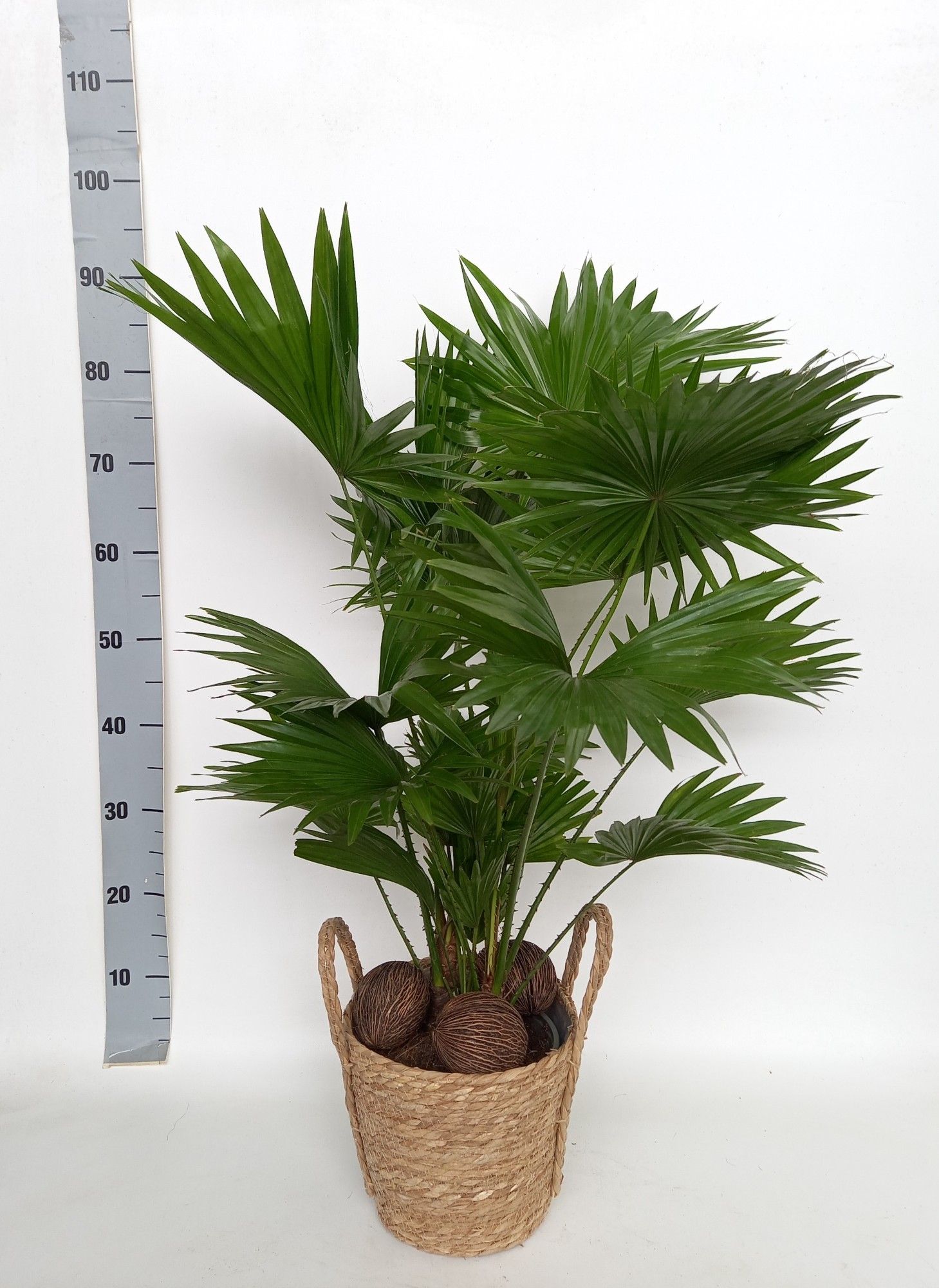 Livistona rotundifolia in Valencia mand, D 21