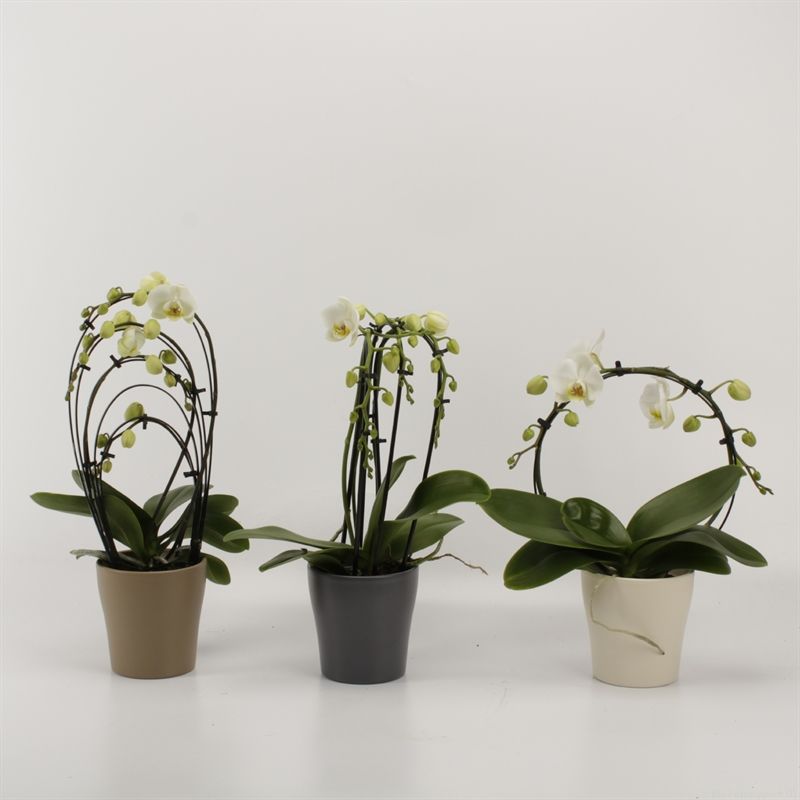 Phalaenopsis overig Shapes wit in Modern living keramiek, D 12