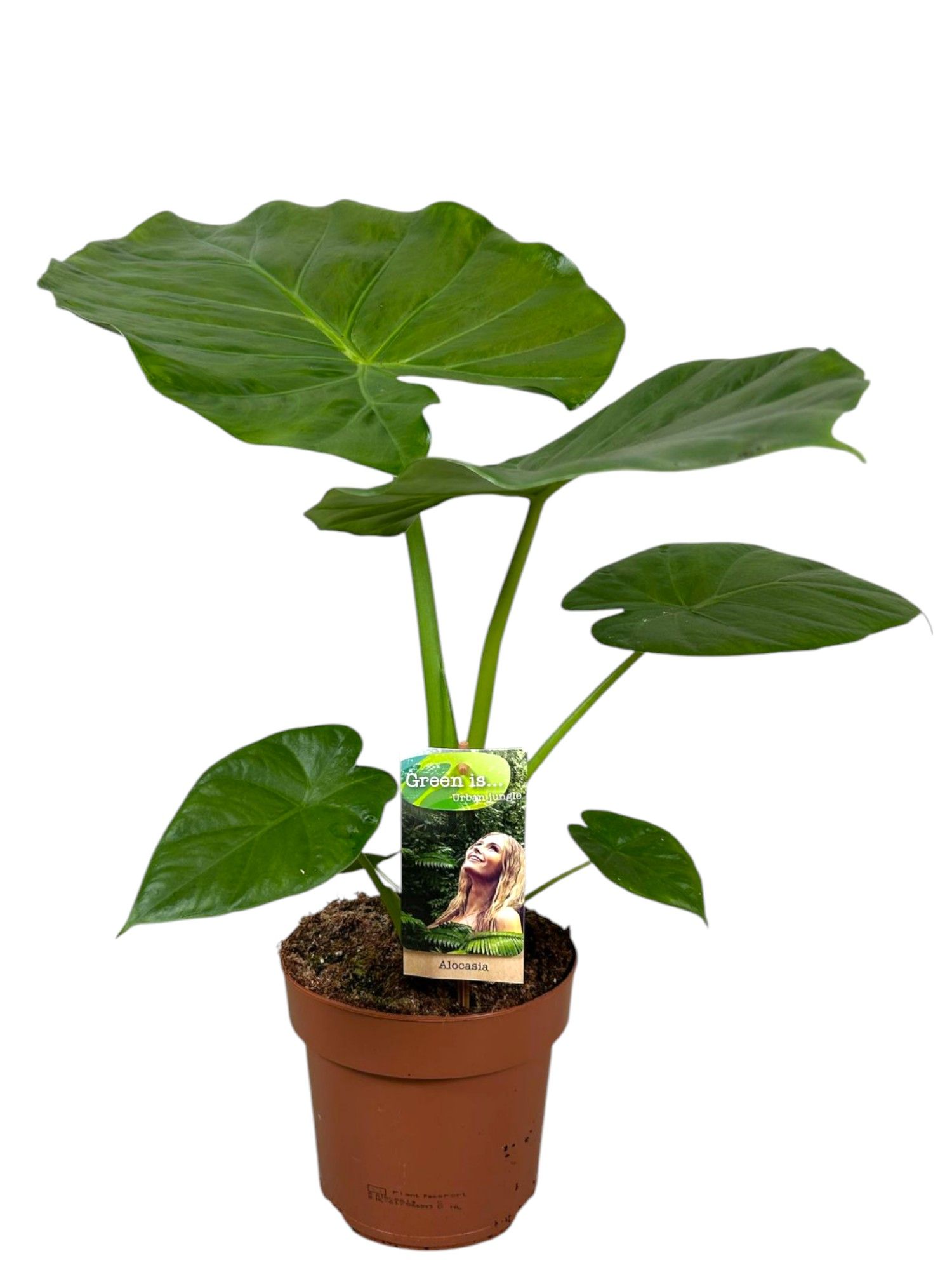 Alocasia Macrorrhiza, D 17 cm