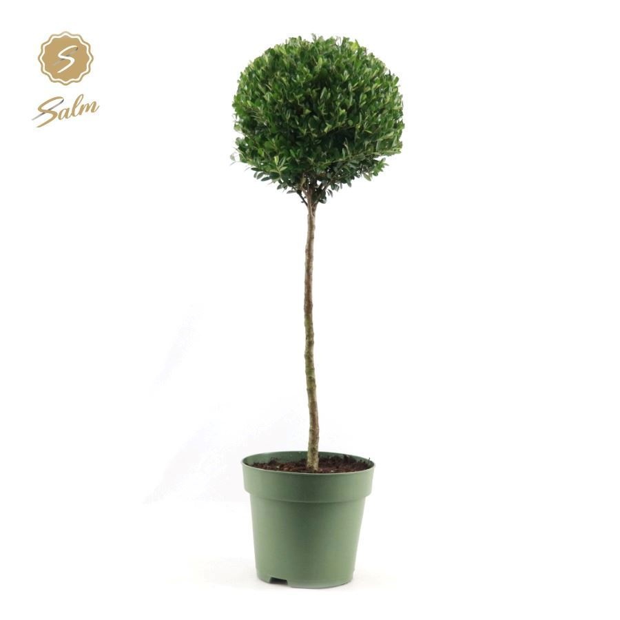 Ilex crenata 'Jenny'® Mono-Ball on Stem P24, D 24