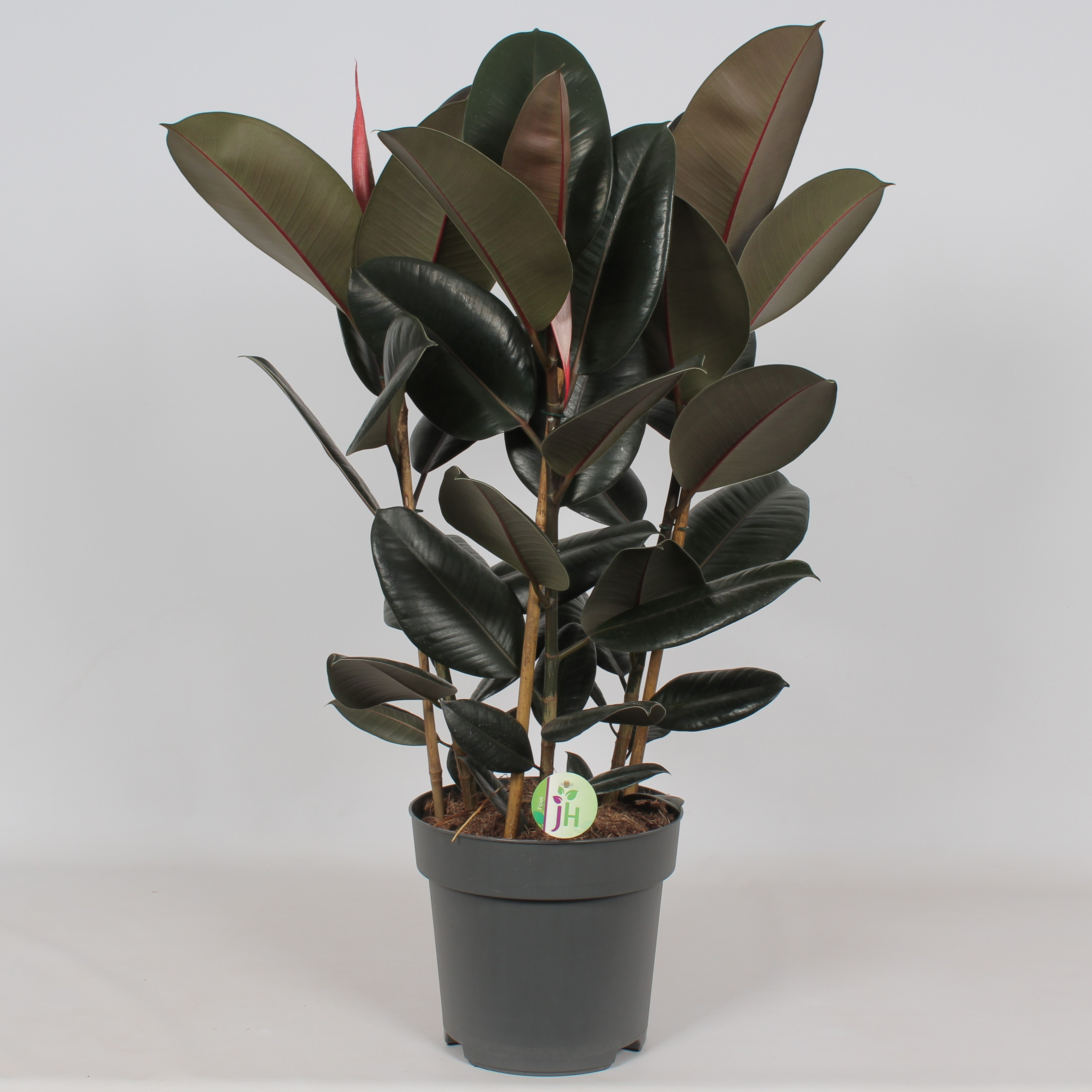 Ficus 'Abidjan', D 27