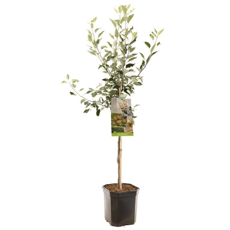 Malus dom. Cox's Orange P. laagst Handappel, D 24