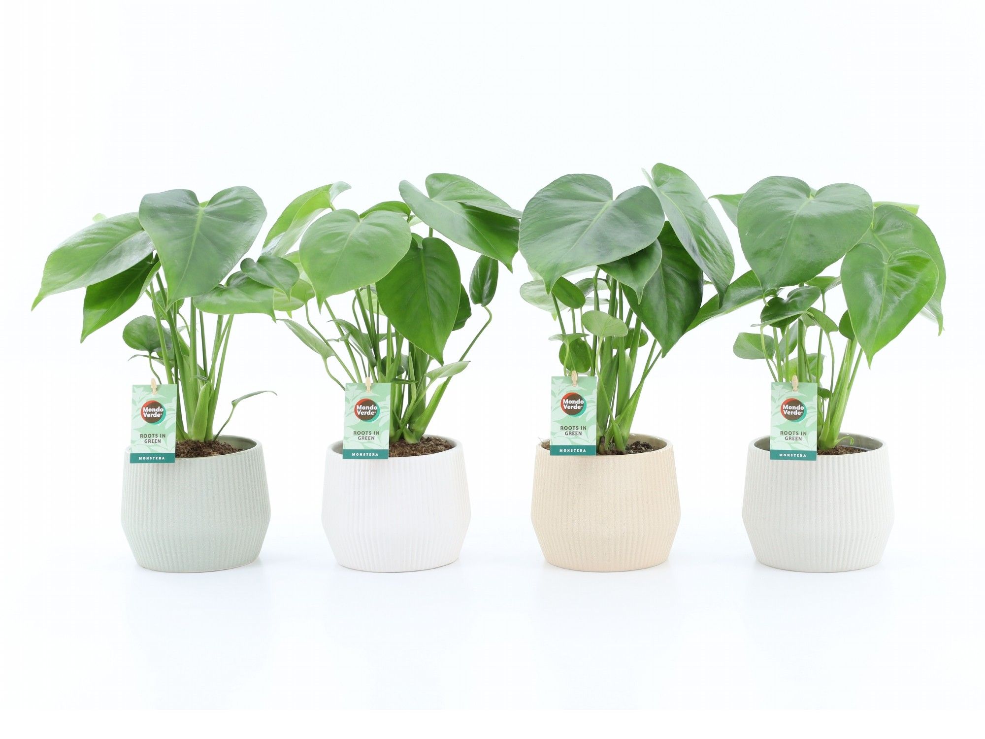 Monstera deliciosa in Sandy keramiek, D 15