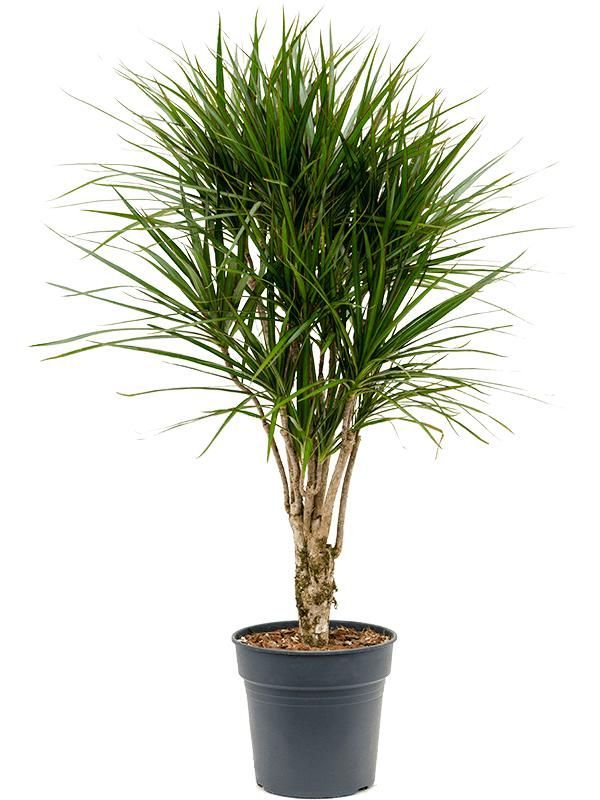 Dracaena marginata, D 27