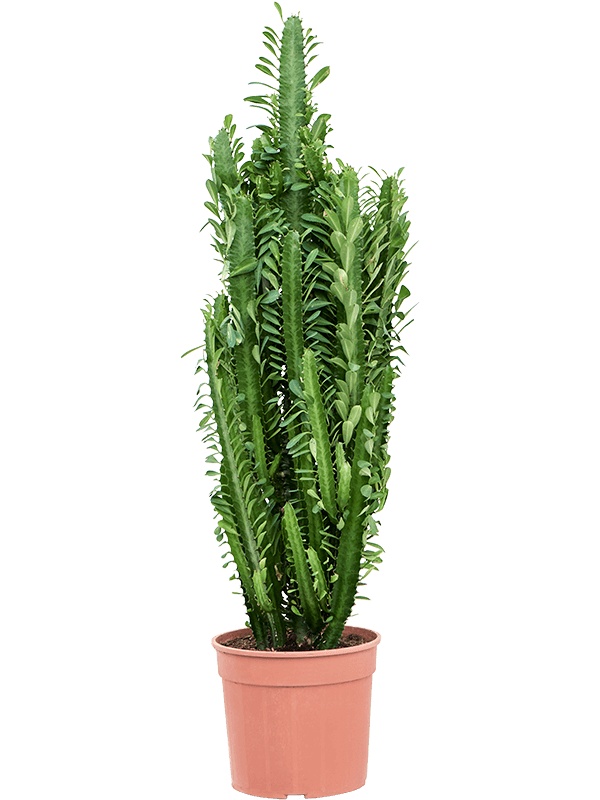 Euphorbia trigona, D 24