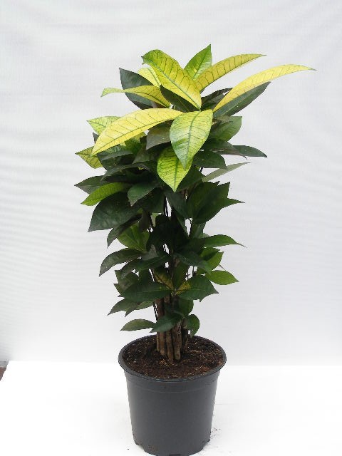 CODIAEUM VARIEGATUM 'MRS.ICETON', D 24 cm