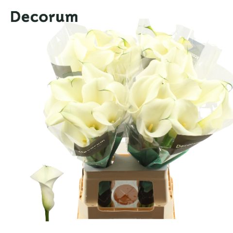 Калла Кэптен Вентура 70, шт.