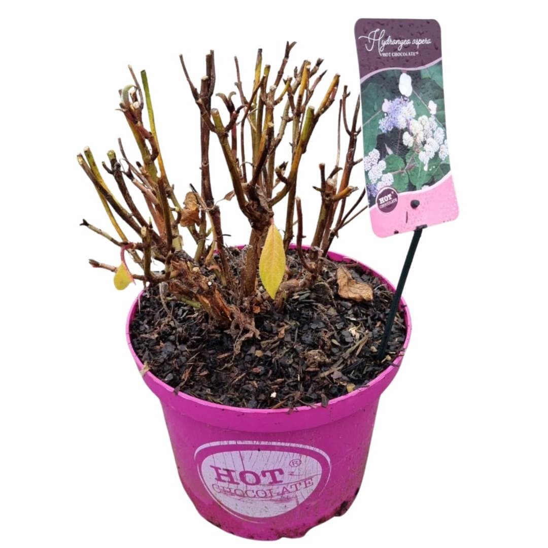 Hydrangea asp. 'Hot Chocolate', D 23
