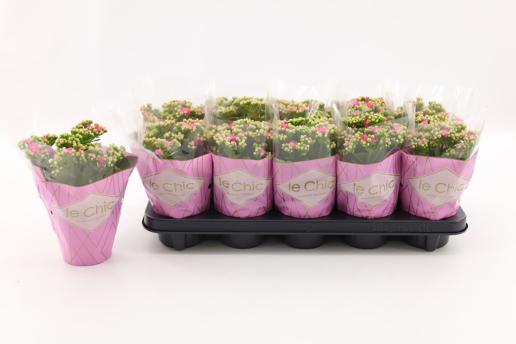 Kalanchoe Double, Le Chic Pink, D 10,5
