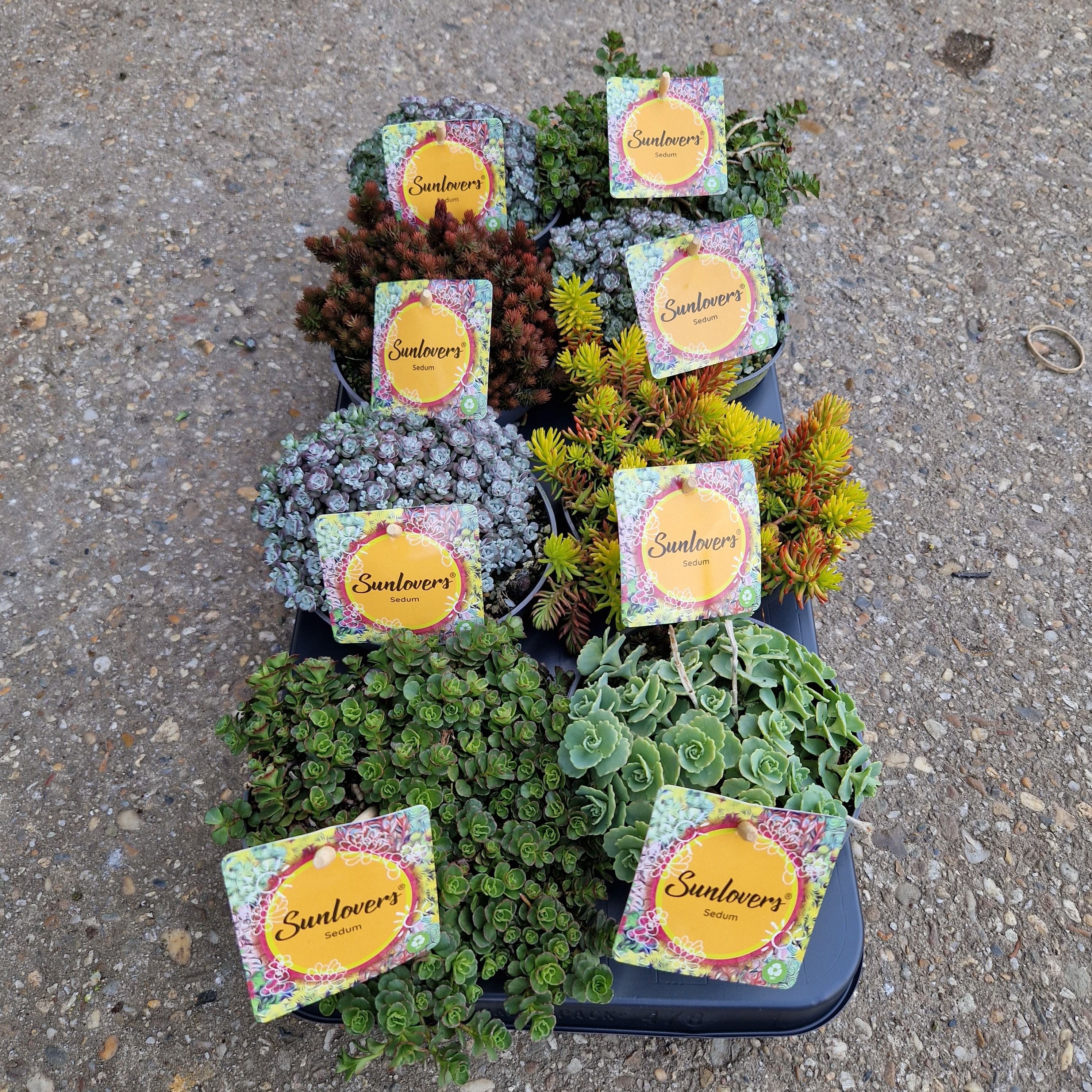 Sedum Mix, D 13 cm Sedum Mix, D 13 cm