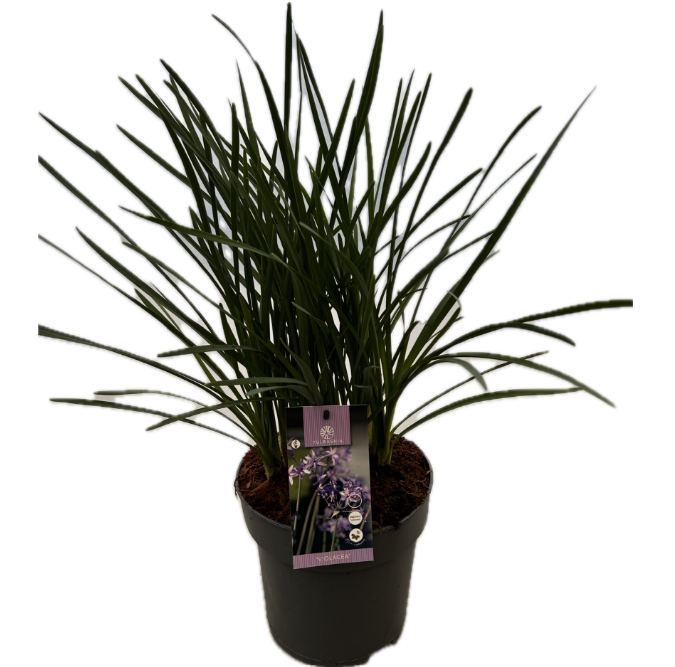 Tulbaghia 'Violacea P22', D 22