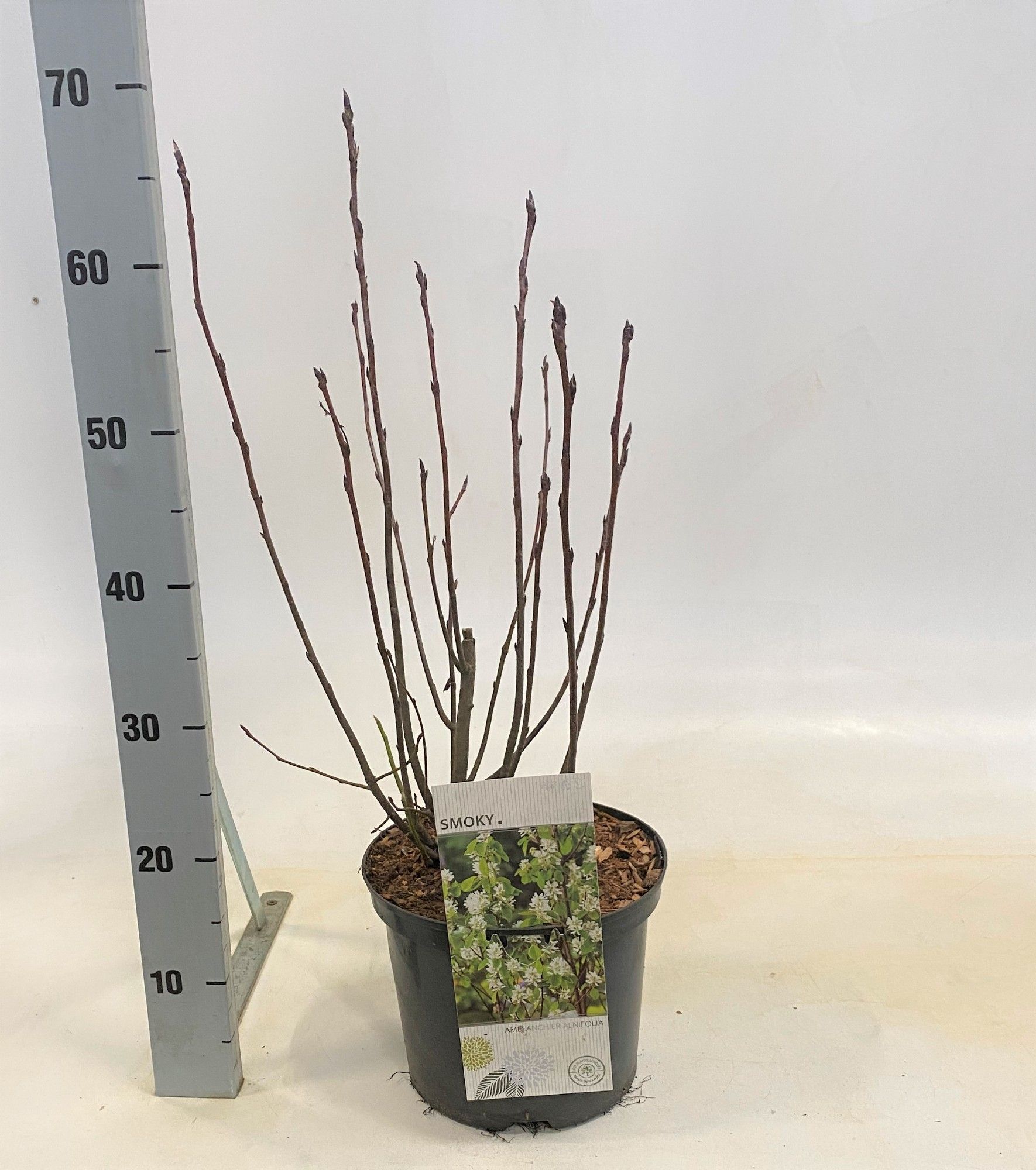 Amelanchier alnifolia Smoky, D 23