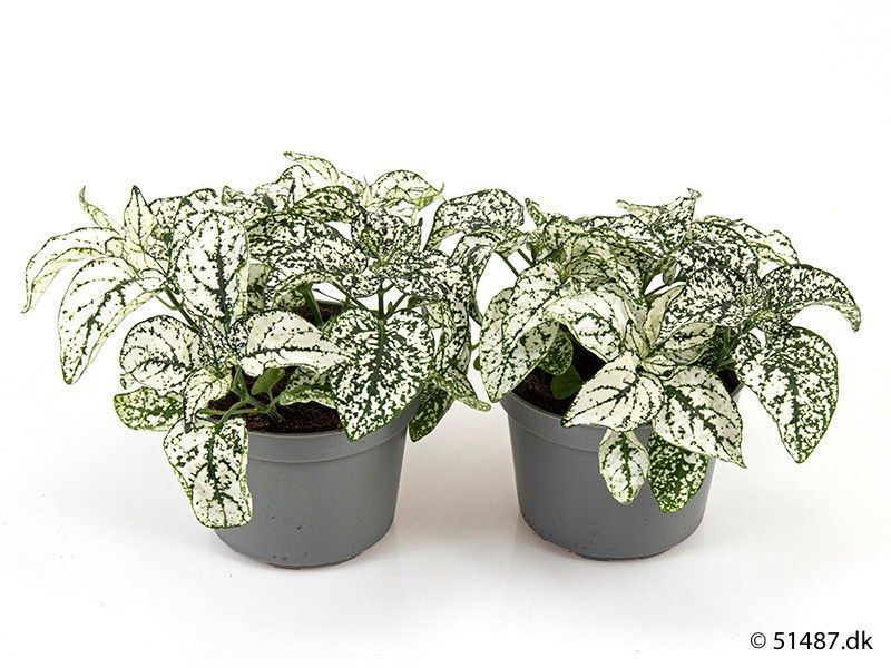 HYPOESTES PHYLLOSTACHYA 'WHITE, D 9