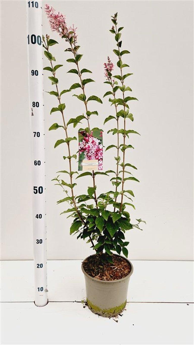 Syringa microphylla 'Superba' - veredeling, D 21 cm