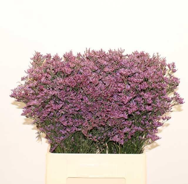 Лимониум Пиума Дарк Блю 70, шт.