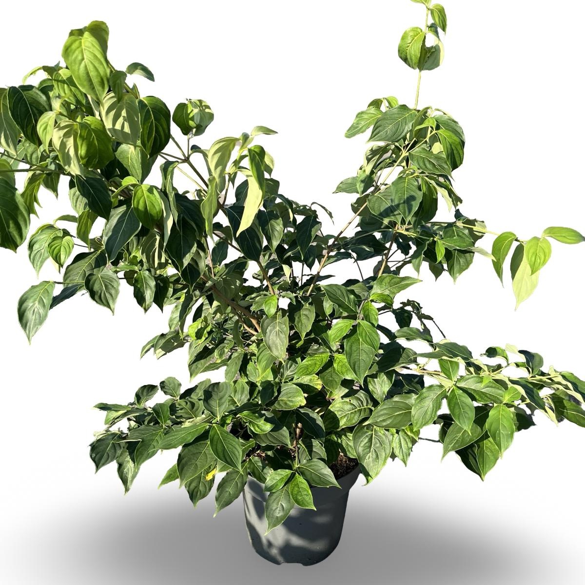 Cornus k. 'China Girl', D 32 cm