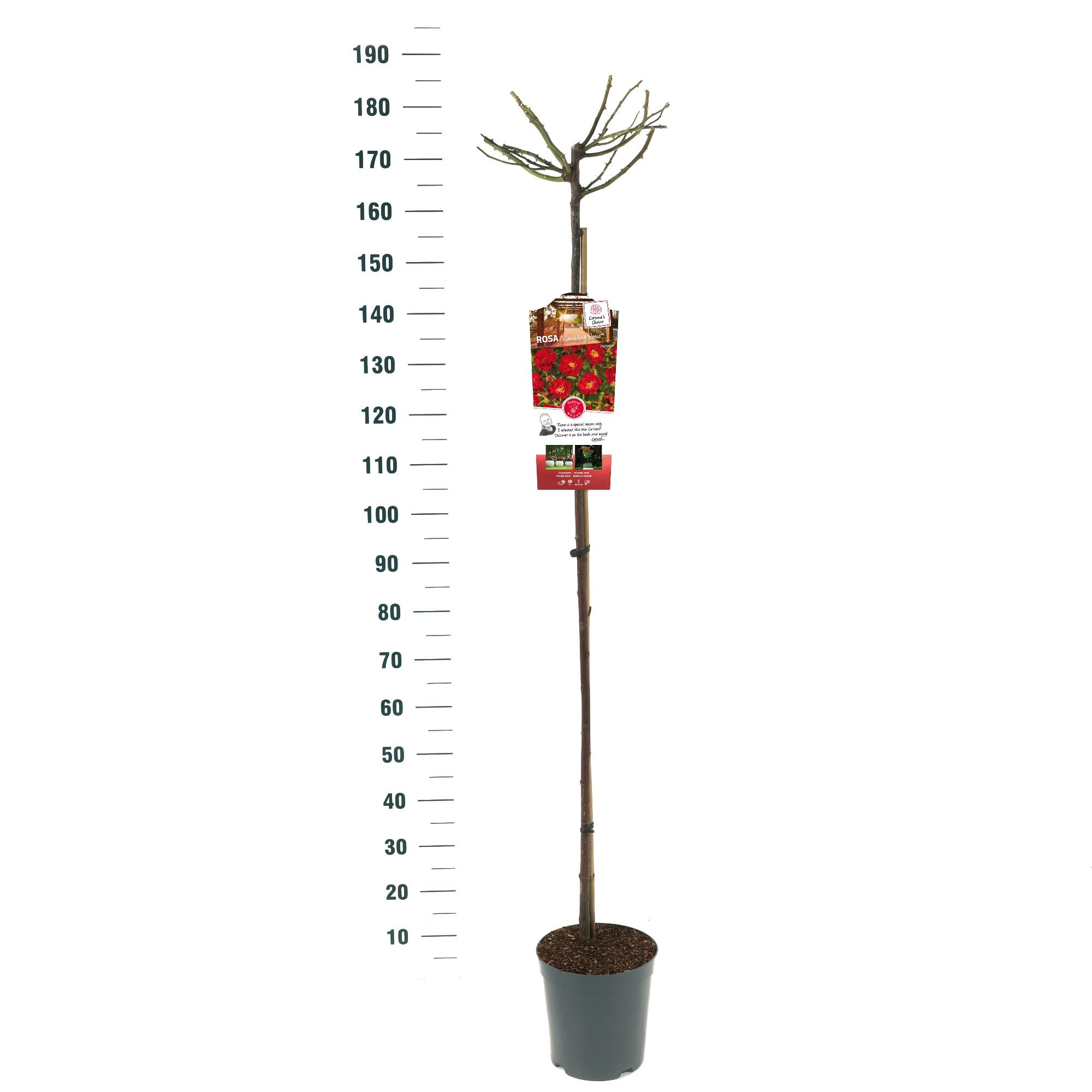 Rosa 'Rambling Rosie' - 140 Stam - Exclusive Collection, D 24