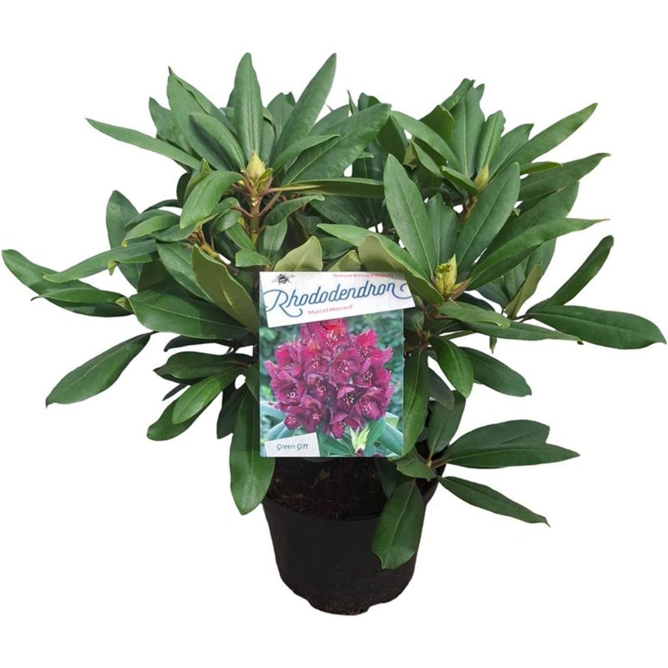 Rhododendron (p) 'Marcel Menard', D 23