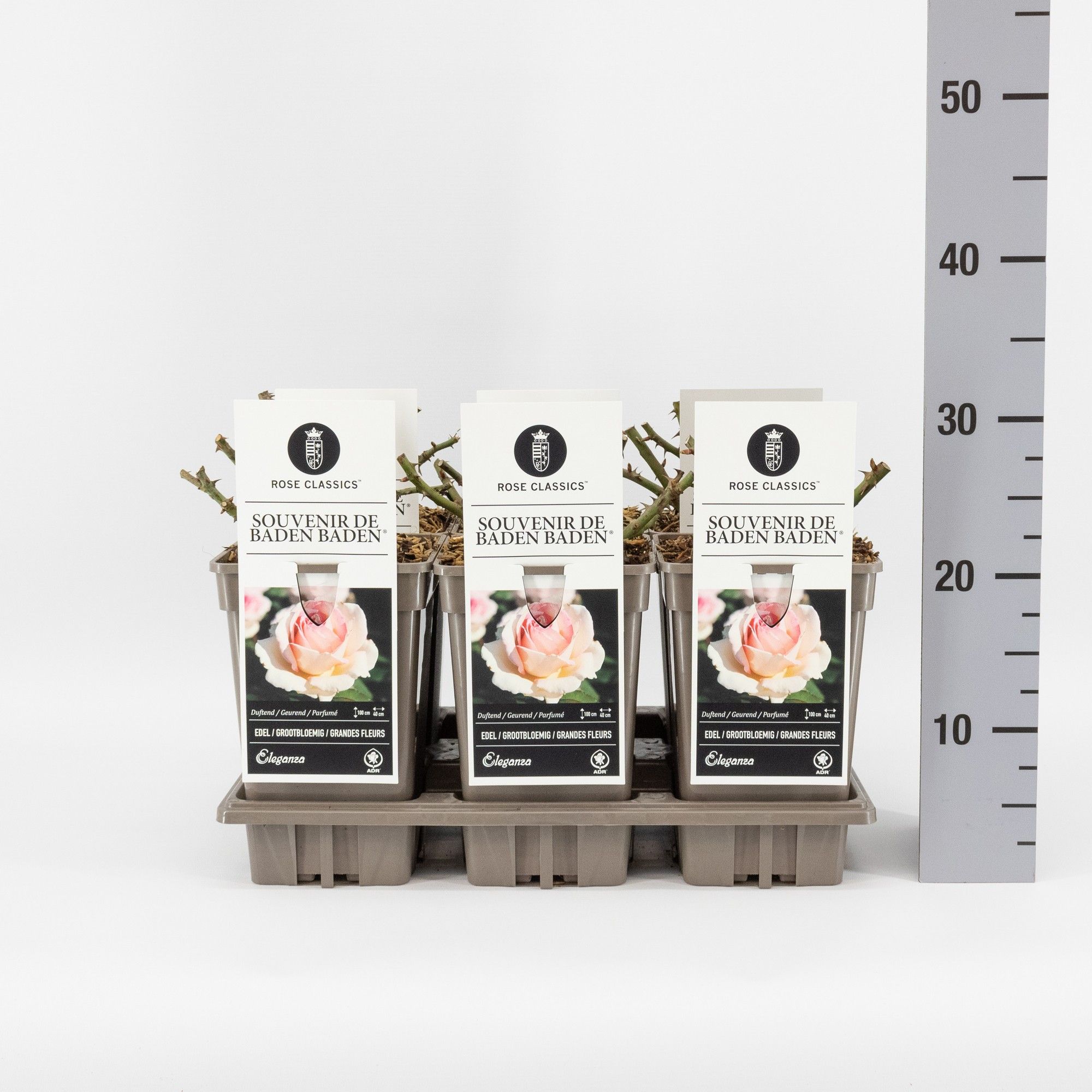 Rosa (TH) Souvenir de Baden Baden ®, C3, D 17