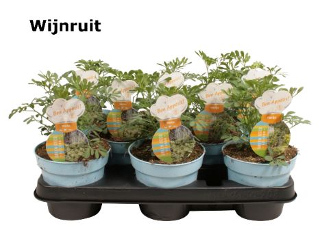 Wijnruit ruta, D 12 cm