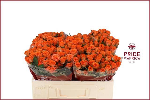 Роза куст. Пиканто 50, шт.