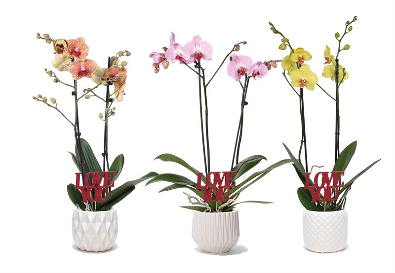 Dolomite p12 White mix Phal mix 2T14+, D 12