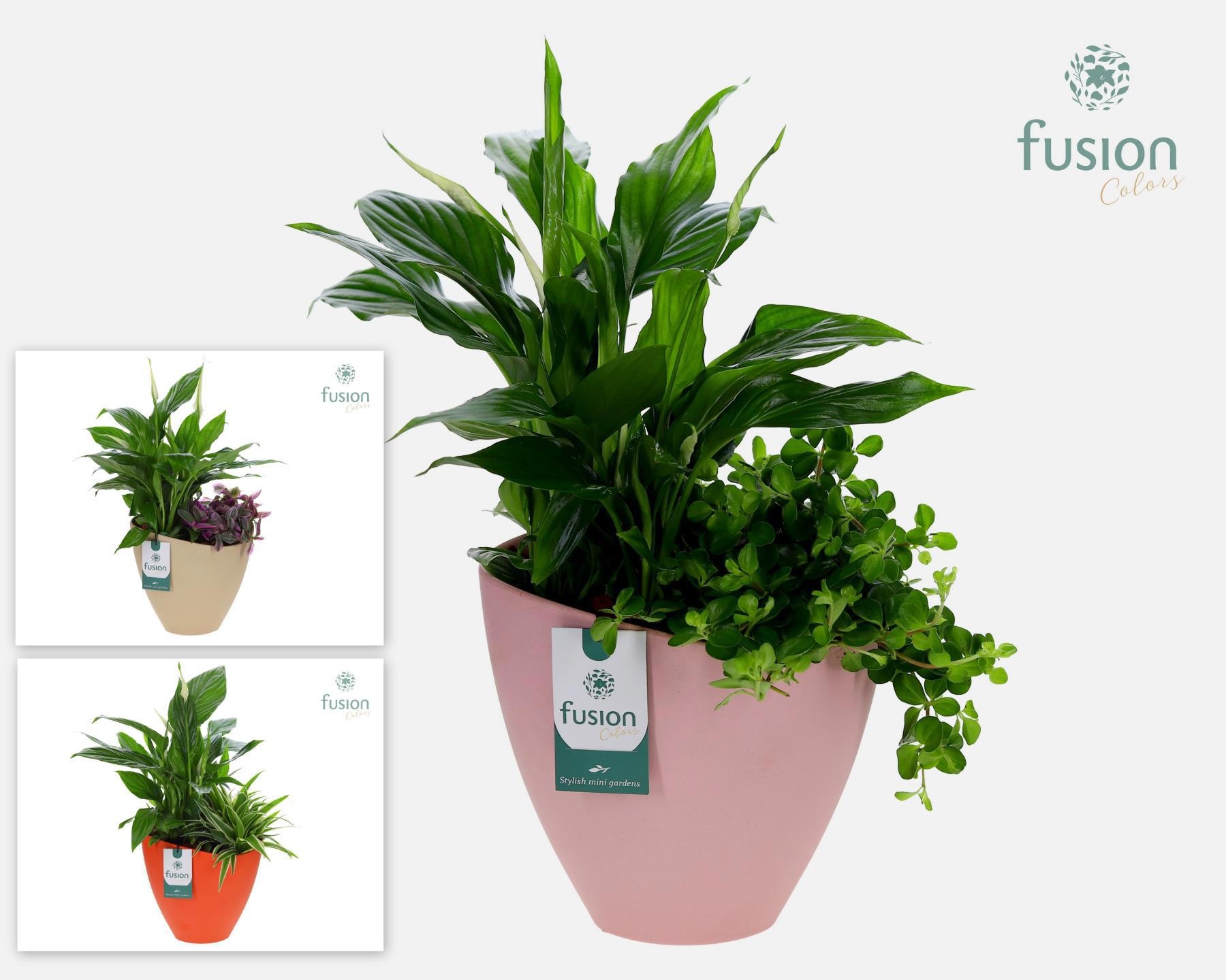 Biologisch afbreekbare schaal Large met arrangement, D 21