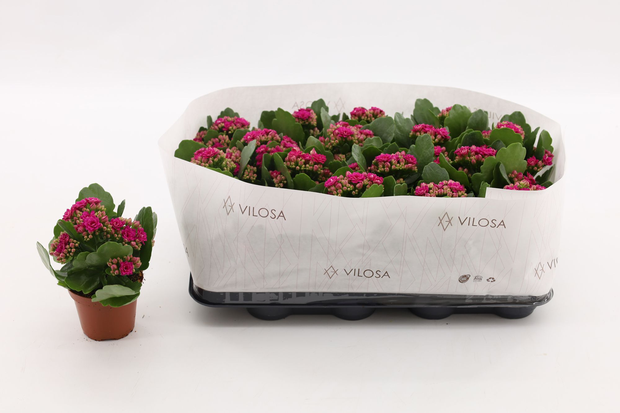 Kalanchoe Double Purple, in kraag, D 8