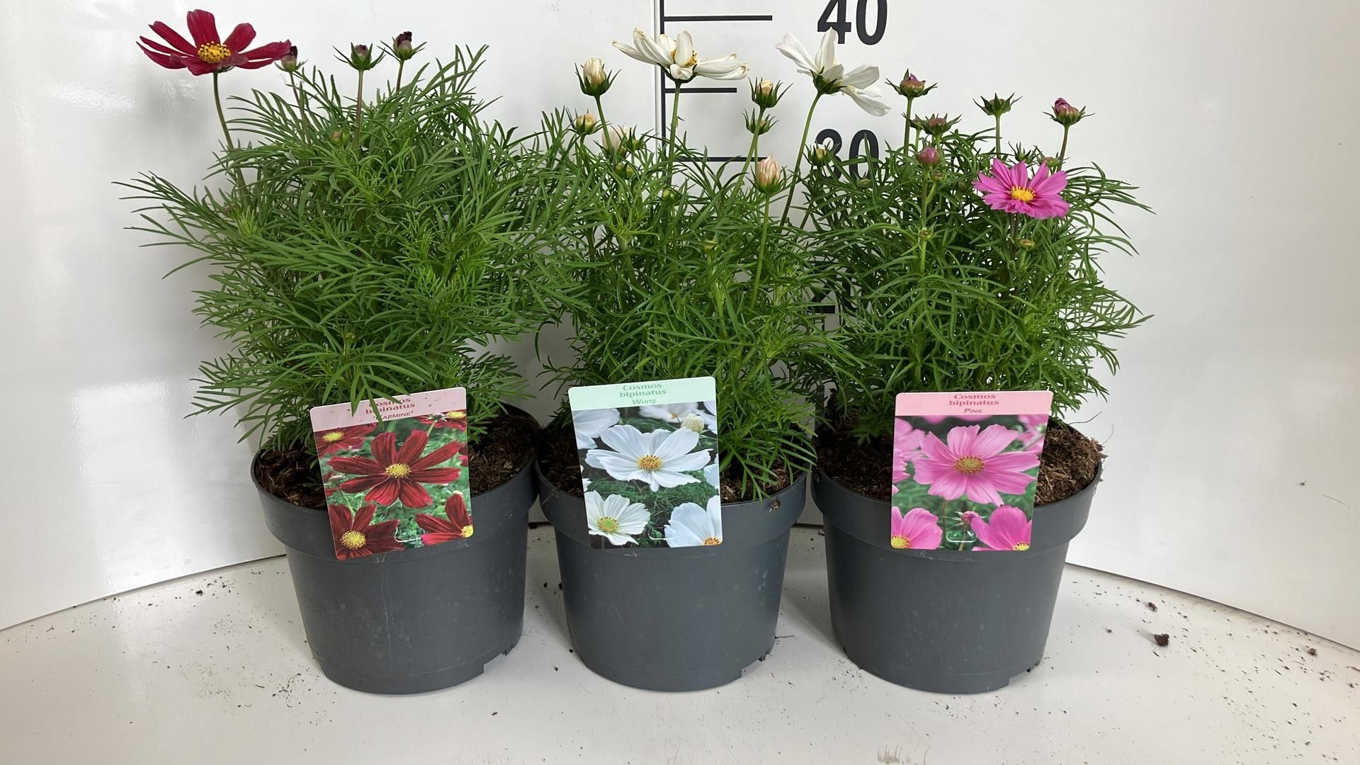 497 DVDS : Pot 19 cm COSMOS BIPINNATUS DIFFERENT COLORS, D 19