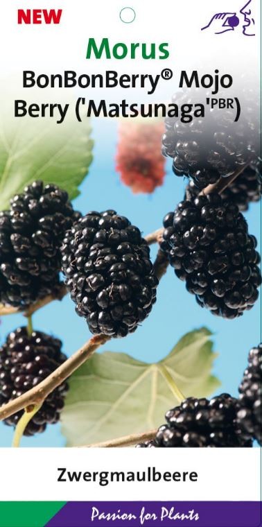 Morus 'Mojo Berry' 40-50C3, D 19 cm