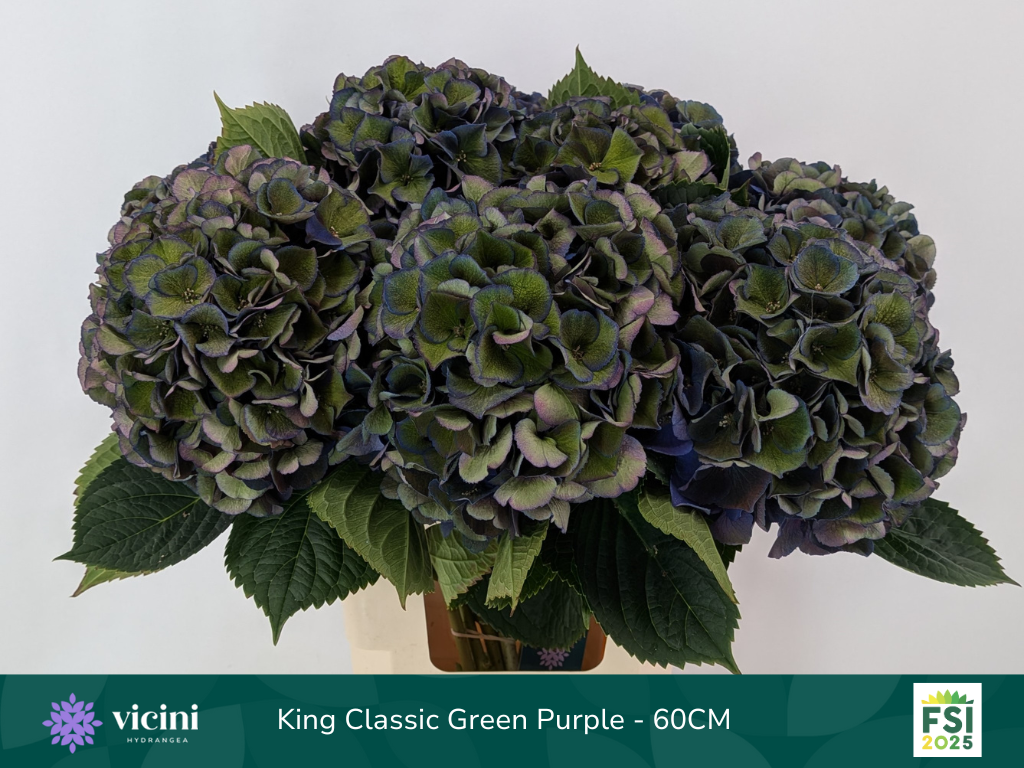 Гортензия Роял Кинг Классик 60, шт.