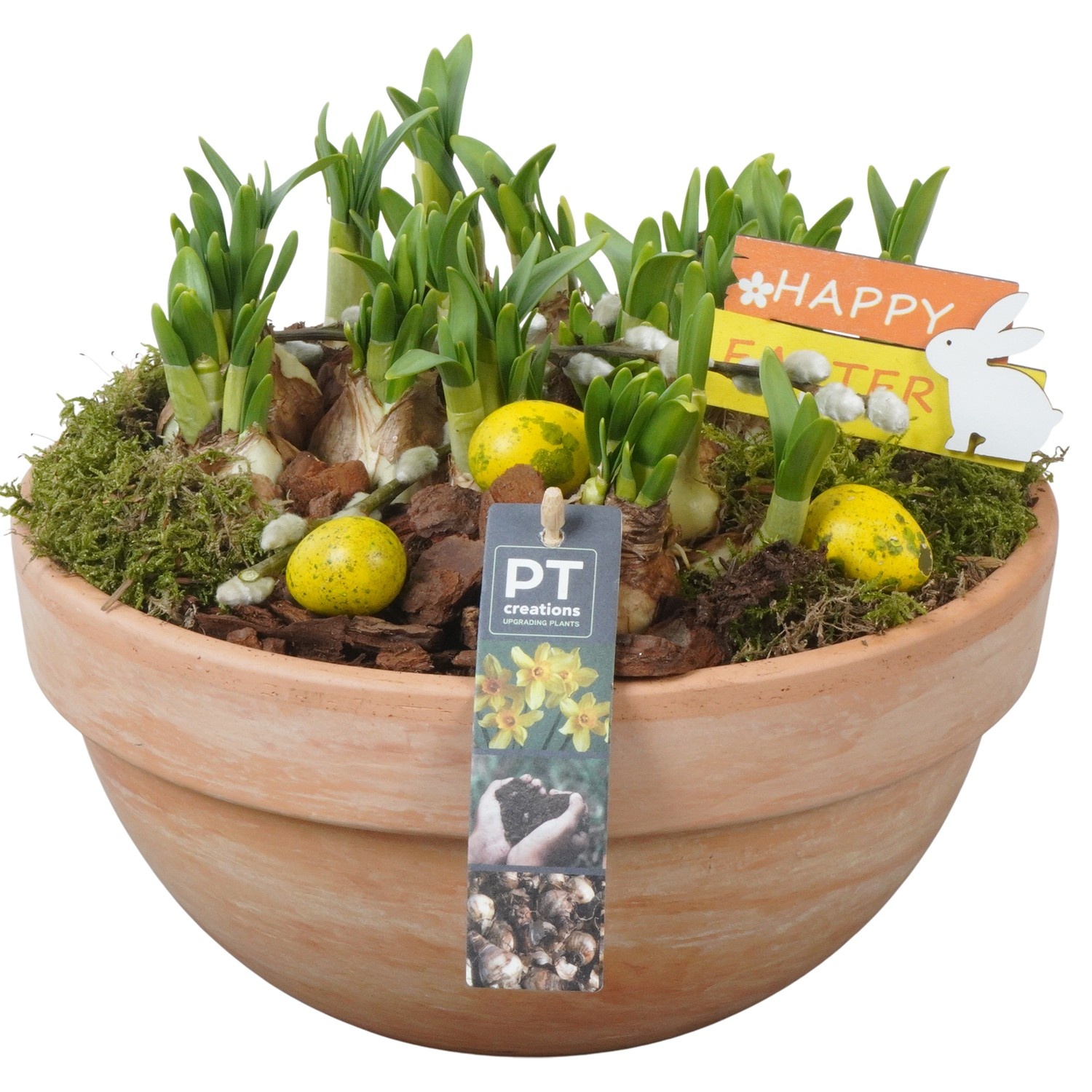 PTNP4468 Arrangement Narcissus Easter in terracotta schaal, D 26