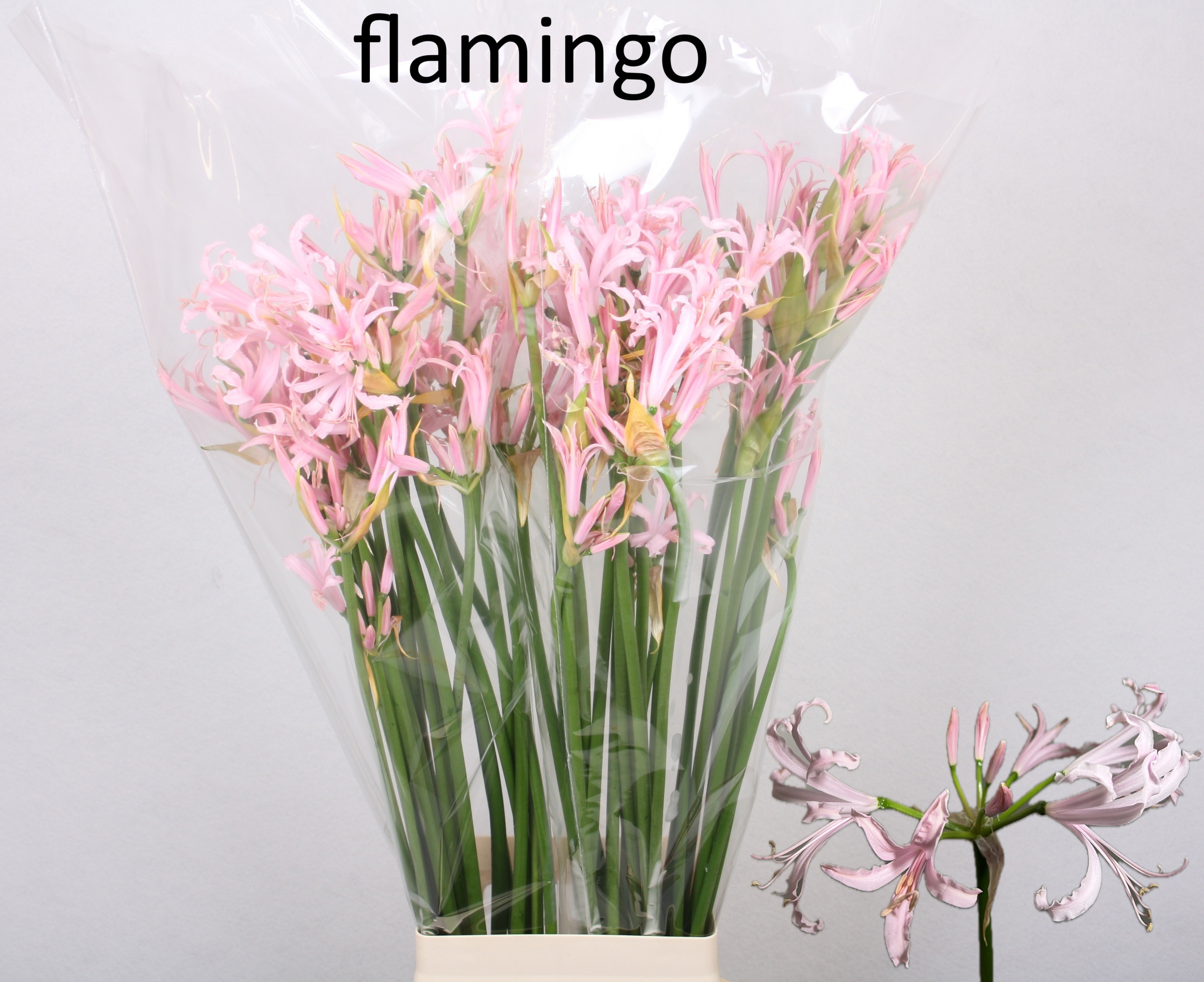 Нерине Боуден Овериг 70, шт.