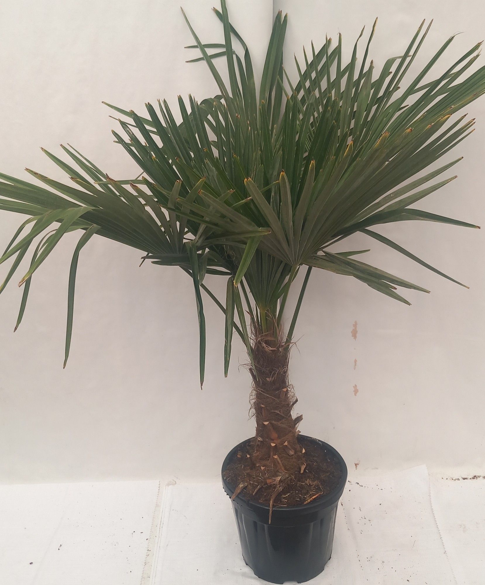 trachycarpus fortunei, D 26