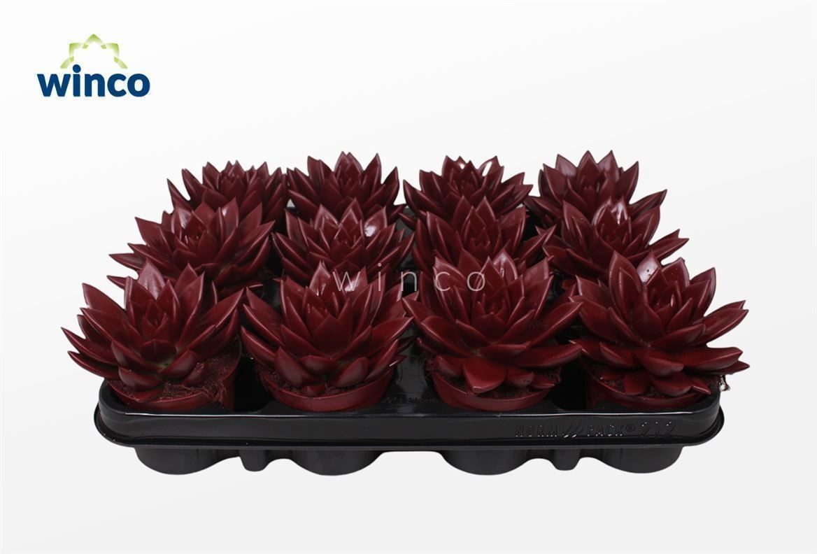 Echeveria Agavoides Paint Bordeaux Red, D 8,5