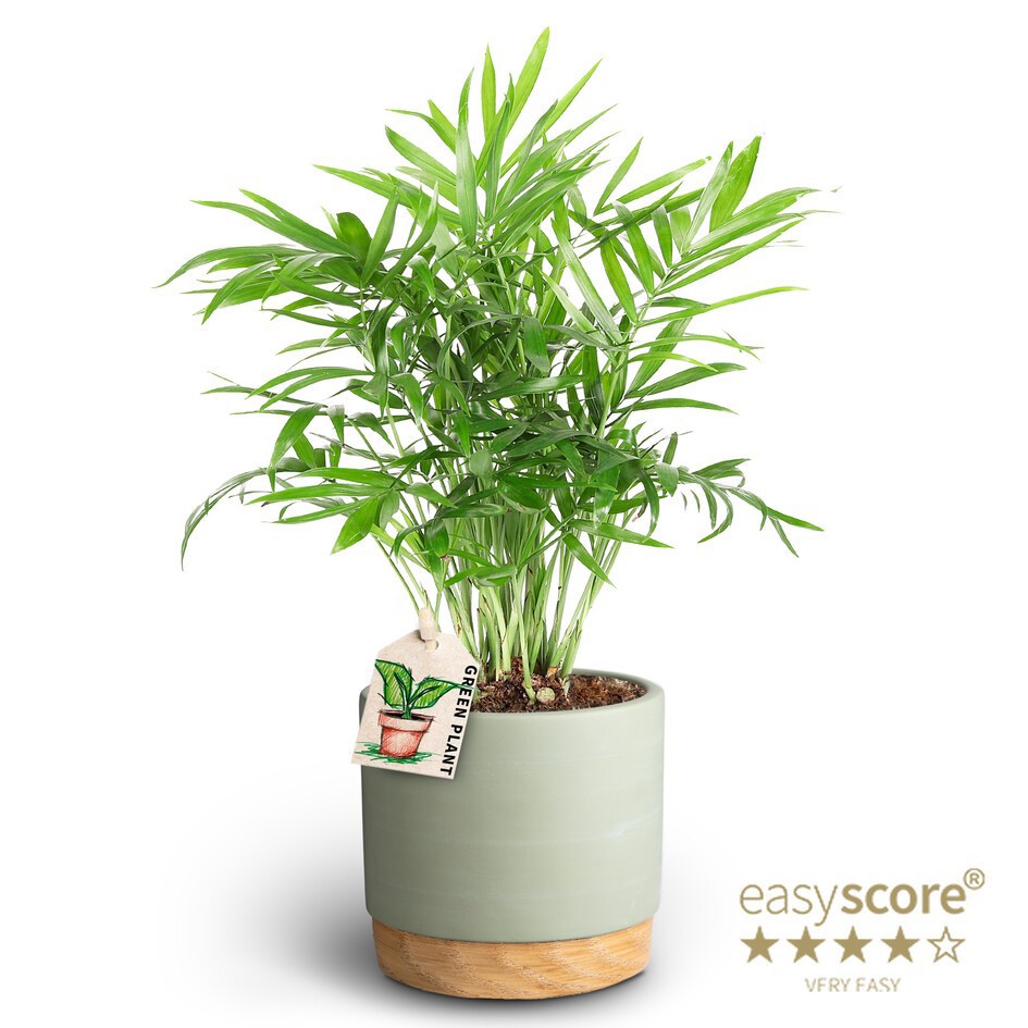 Woodbase Green, Chamaedorea elegans, D 10 cm