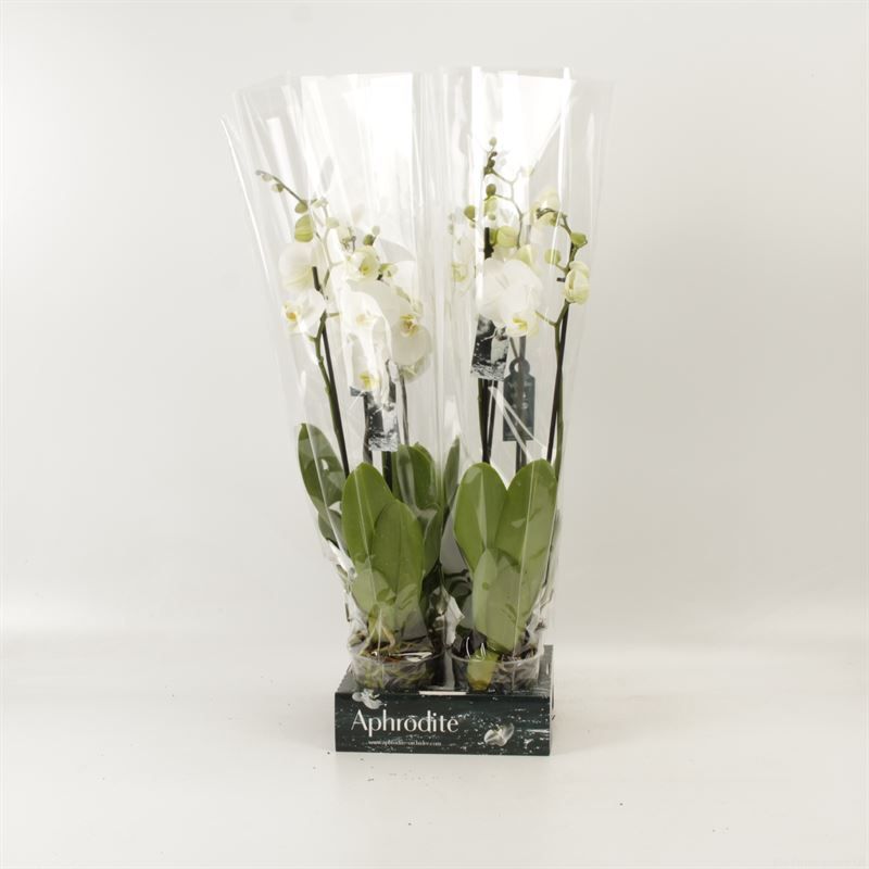 Phalaenopsis overig wit 2 tak wit Goddess, D 12