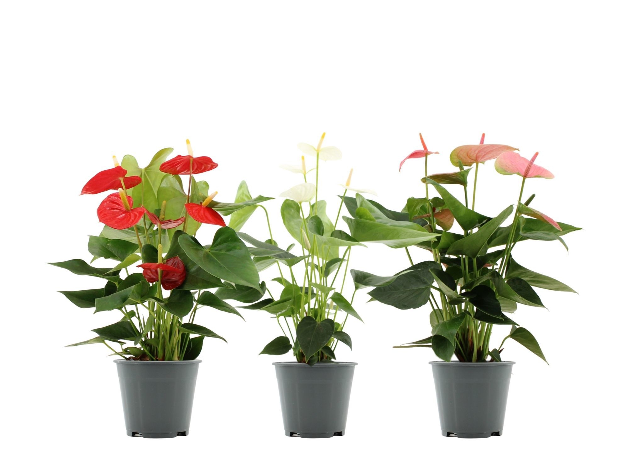 Anthurium 14 cm 3 color mix in transparant sleeve, D 14