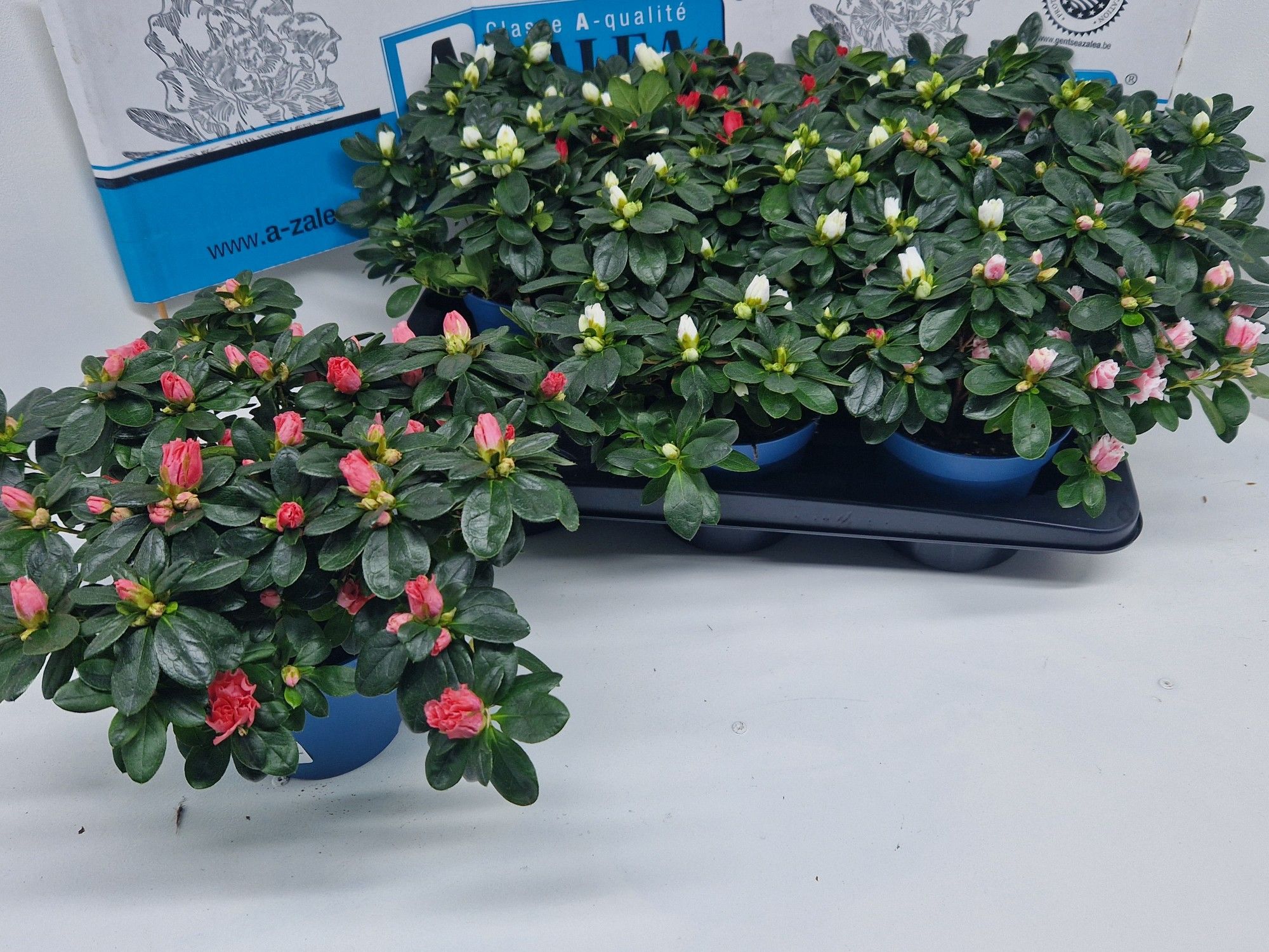 A-zalea concept gemengd dia 32, D 14 cm