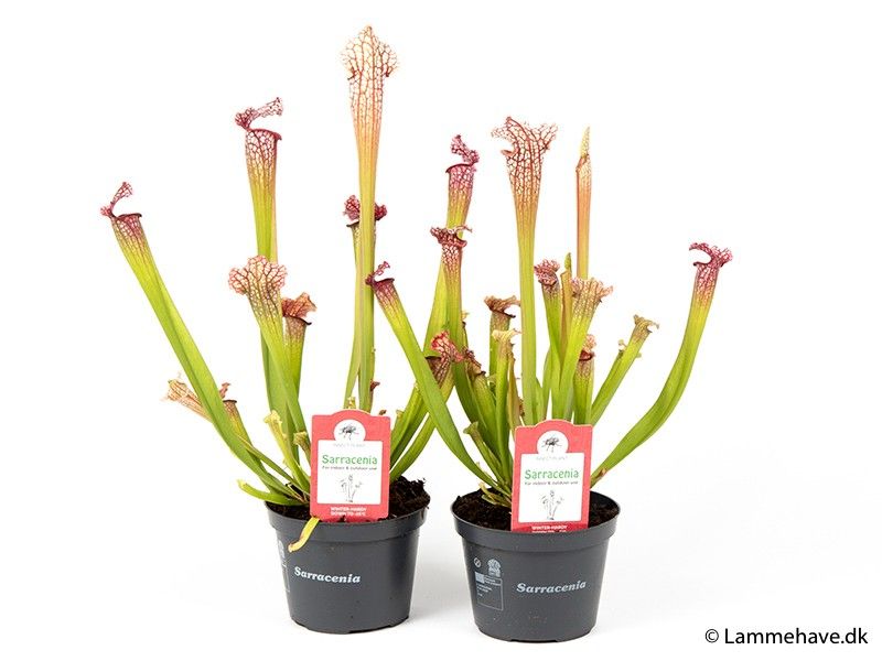 SARRACENIA LEUCOPHYLLA 'Mississippi', D 13