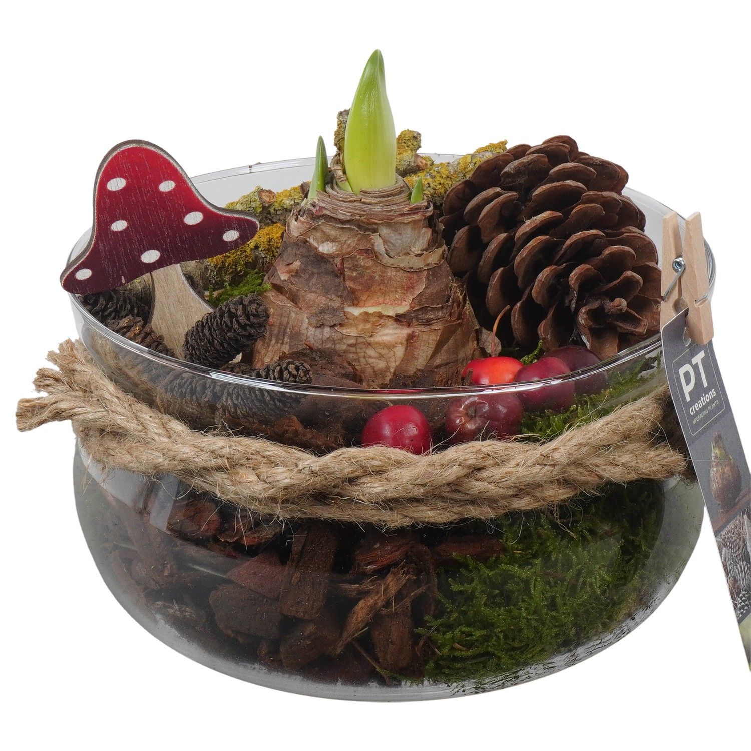 PTAA7581 Arrangement Amaryllis in glas schaal, D 19 cm