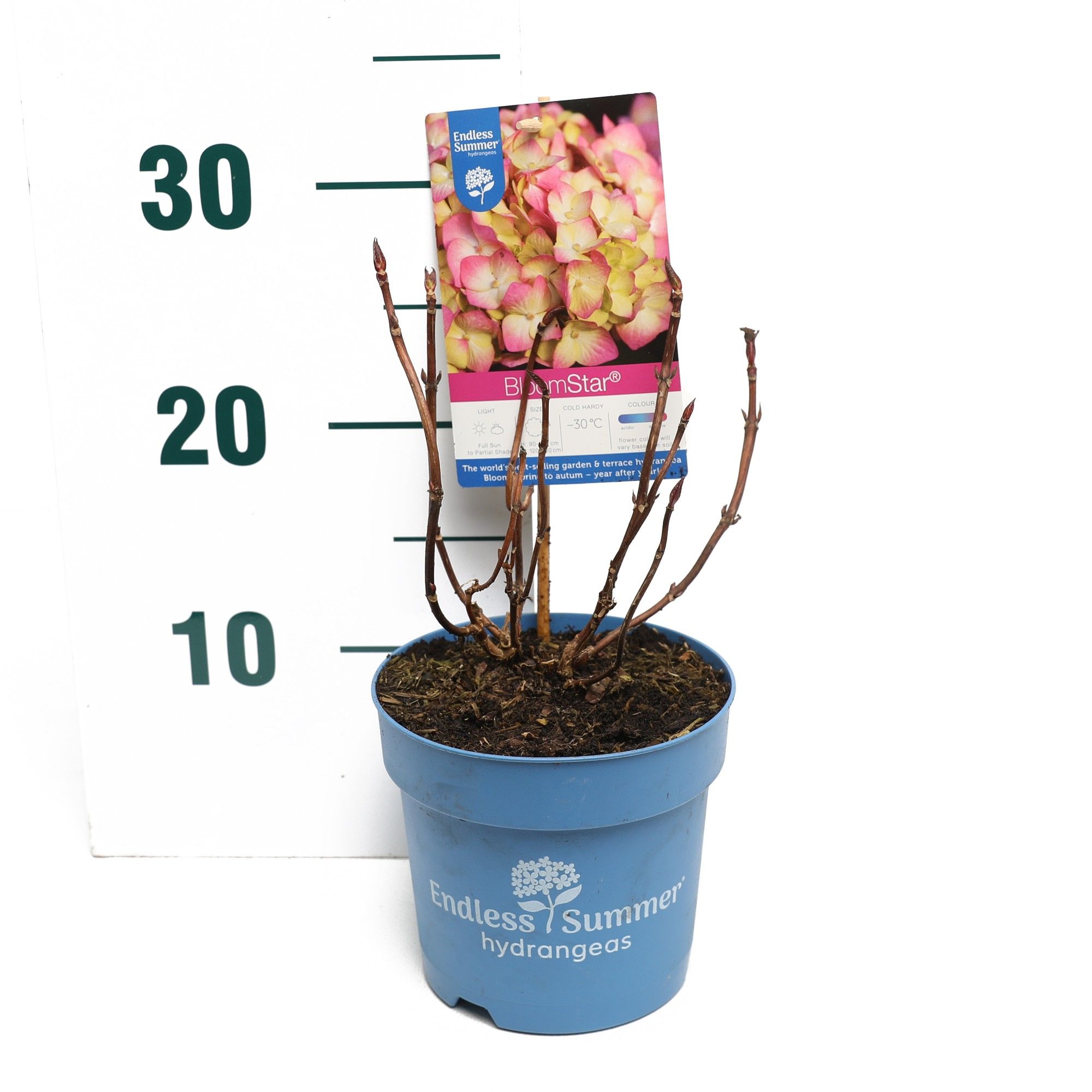 Hydrangea 'BloomStar Pink' - P14 - Endless Summer, D 14