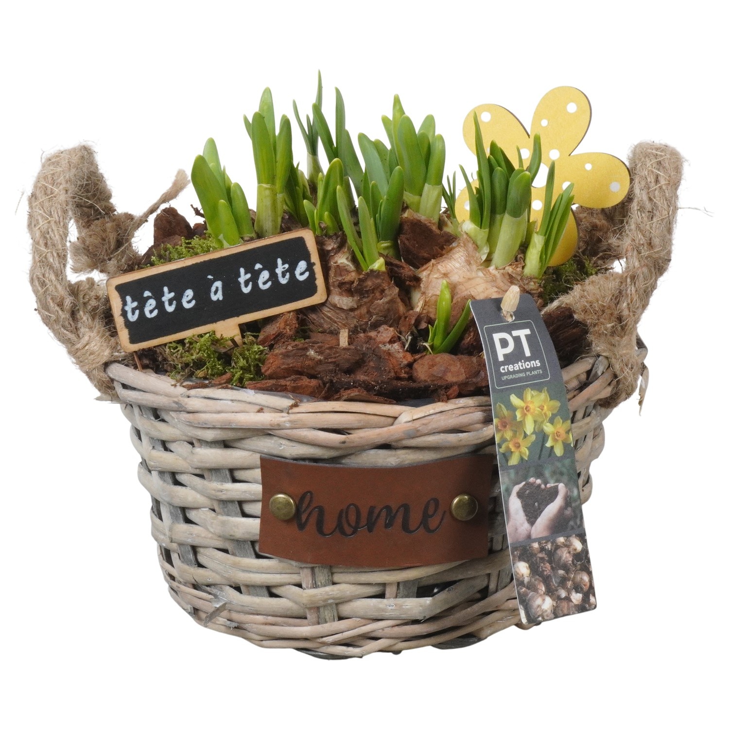 PTN8650 Arrangement Narcissus in rieten mand, D 19