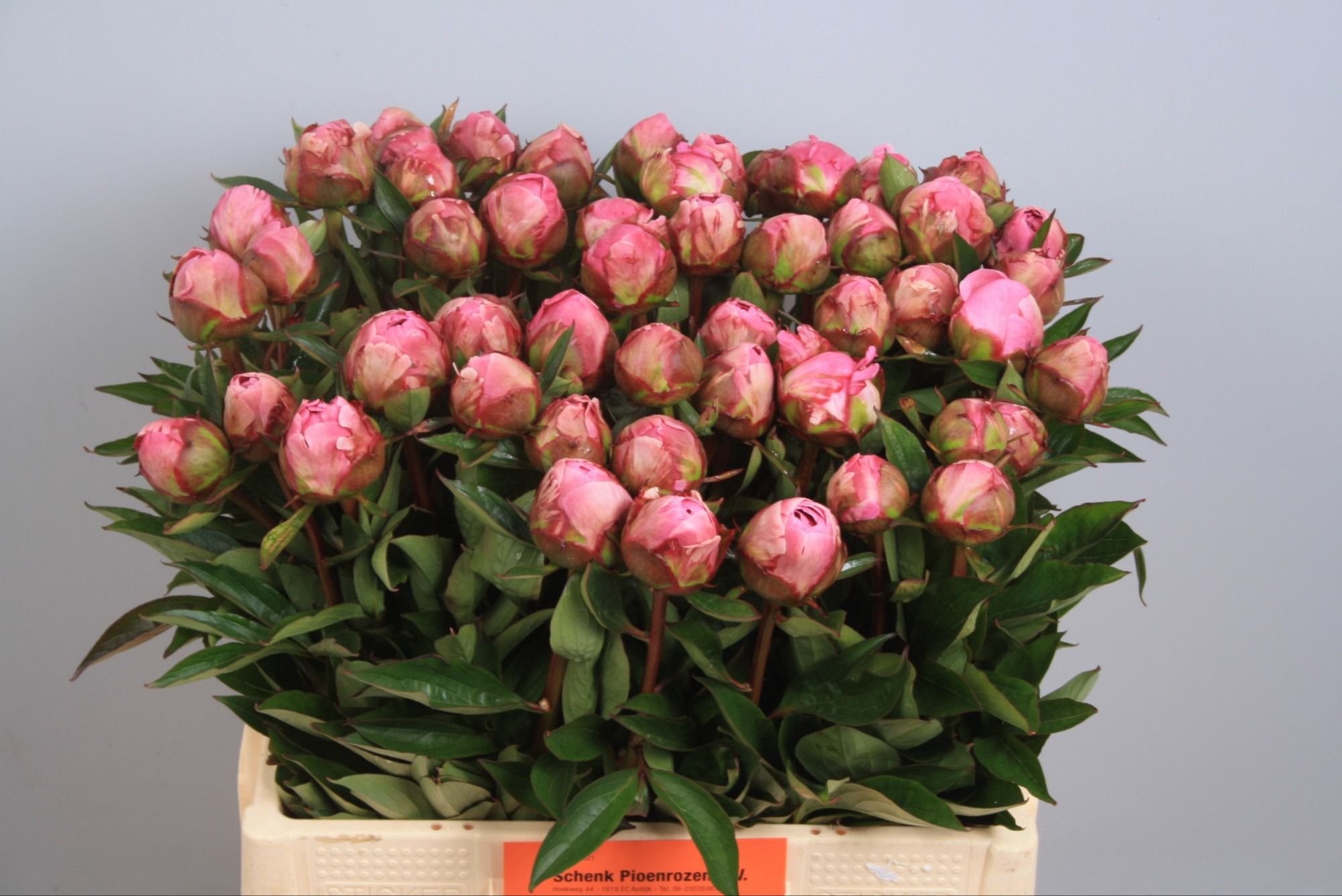 Пион Александр Флеминг 55, шт.