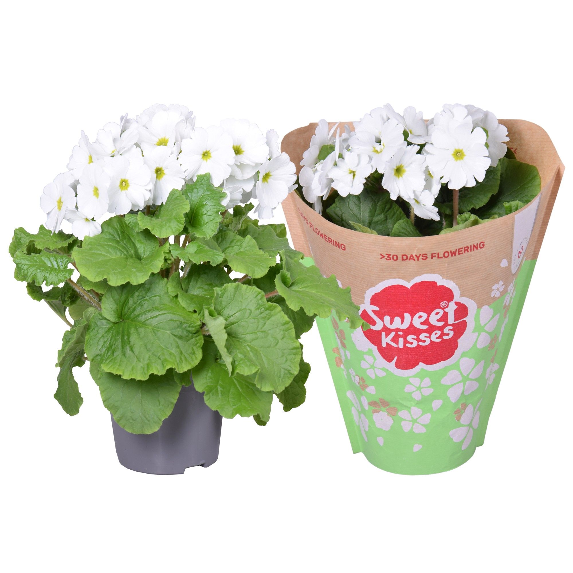 Pr. Sweet Kisses Wit in Papieren Hoes, D 12