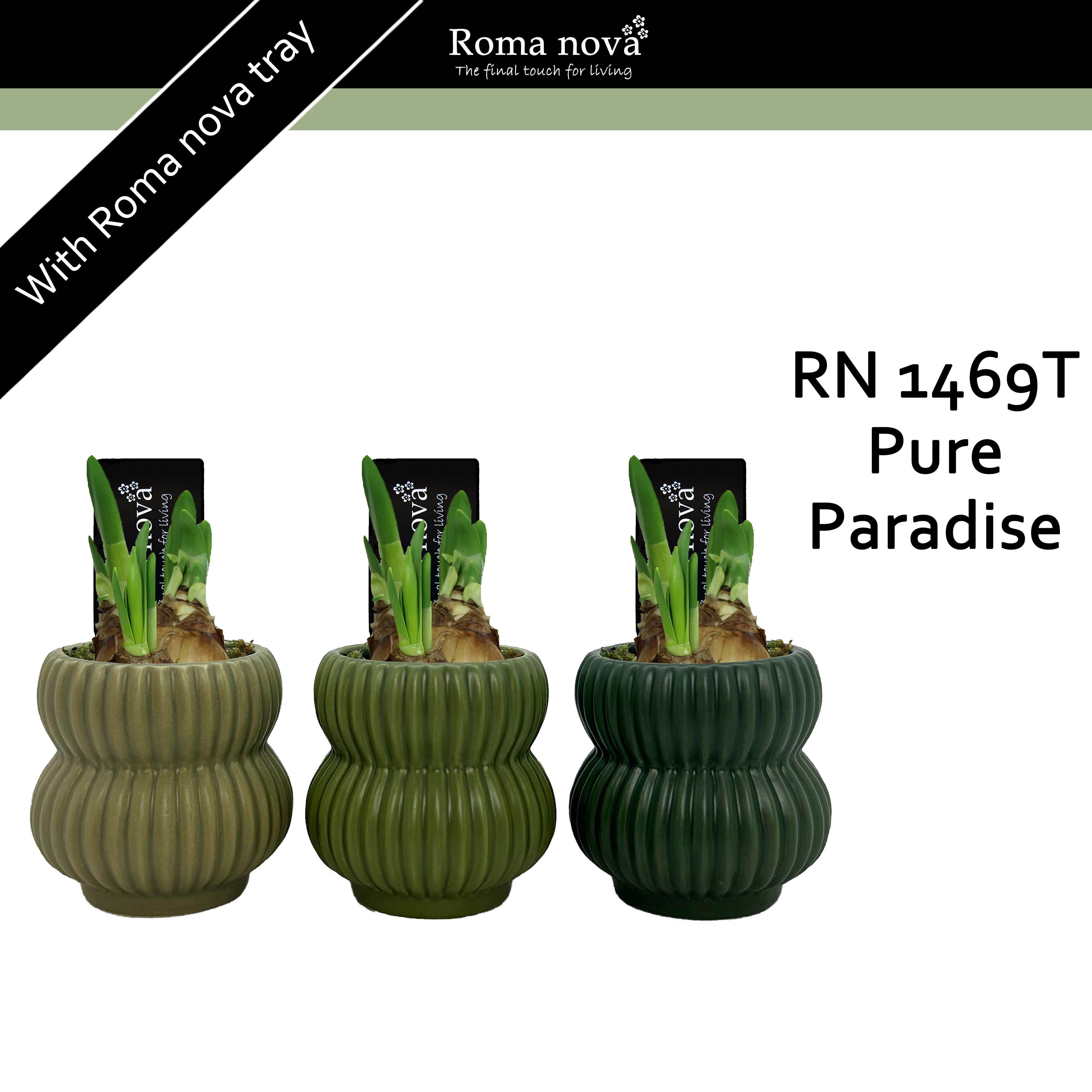 1469T - Pure Paradise (Tete a Tete), D 8 cm