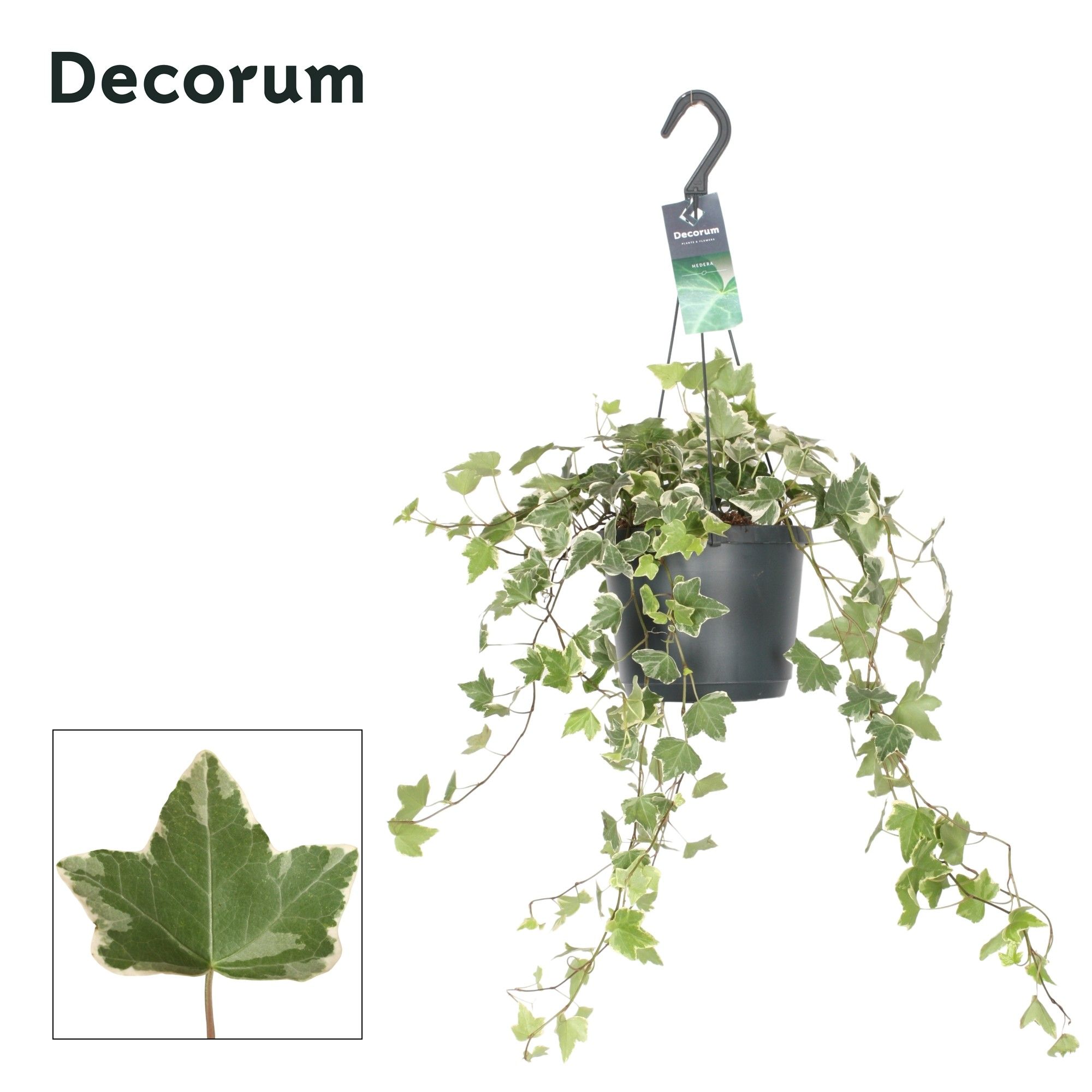 Hedera Helix Eva Bont, D 17