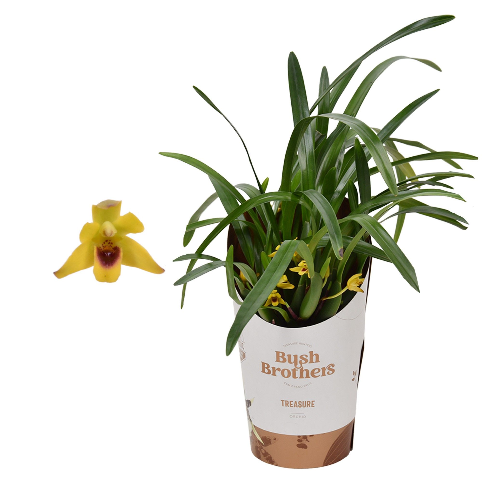 Maxillaria 9 cm, D 9