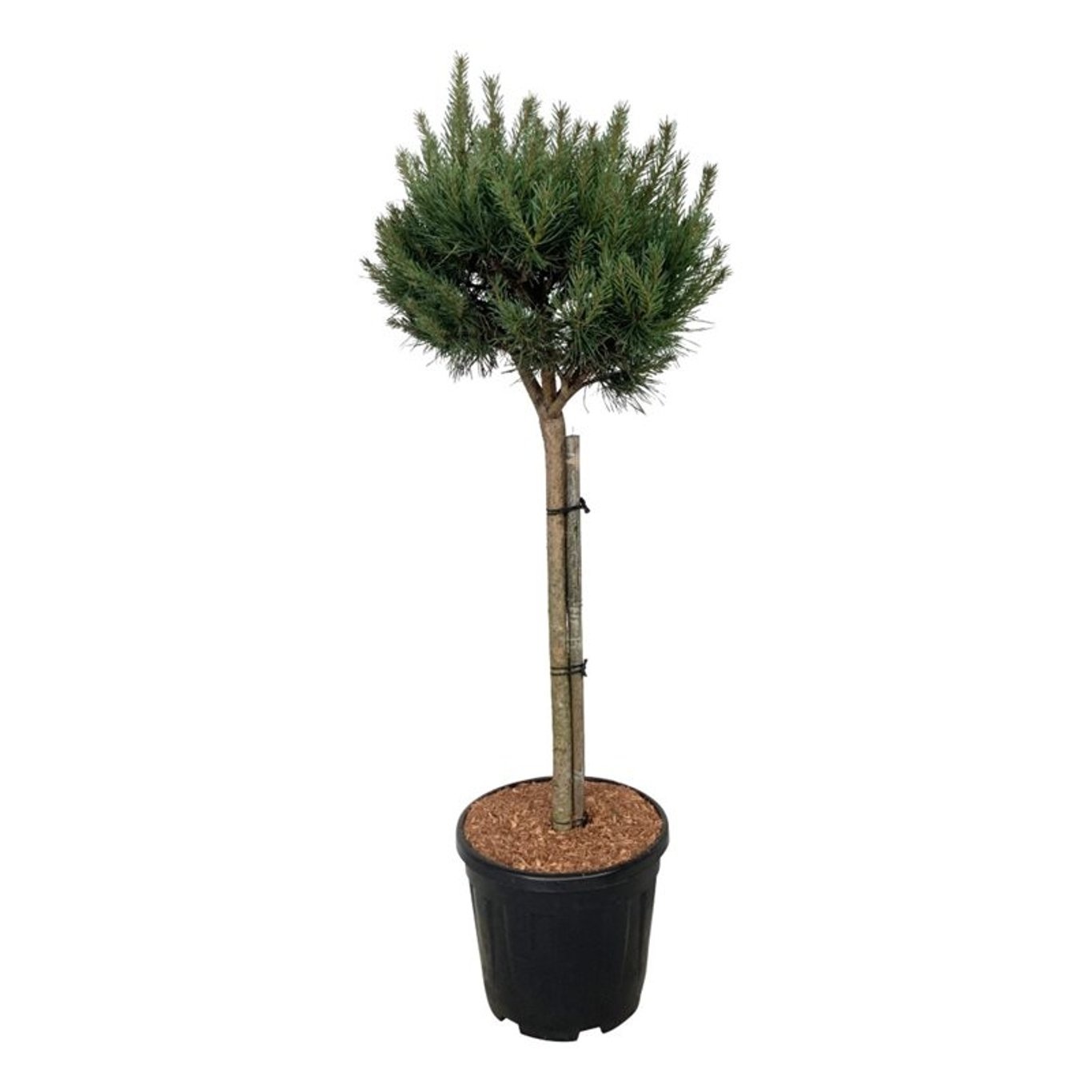 Pinus sylv. 'Nana', D 32 cm
