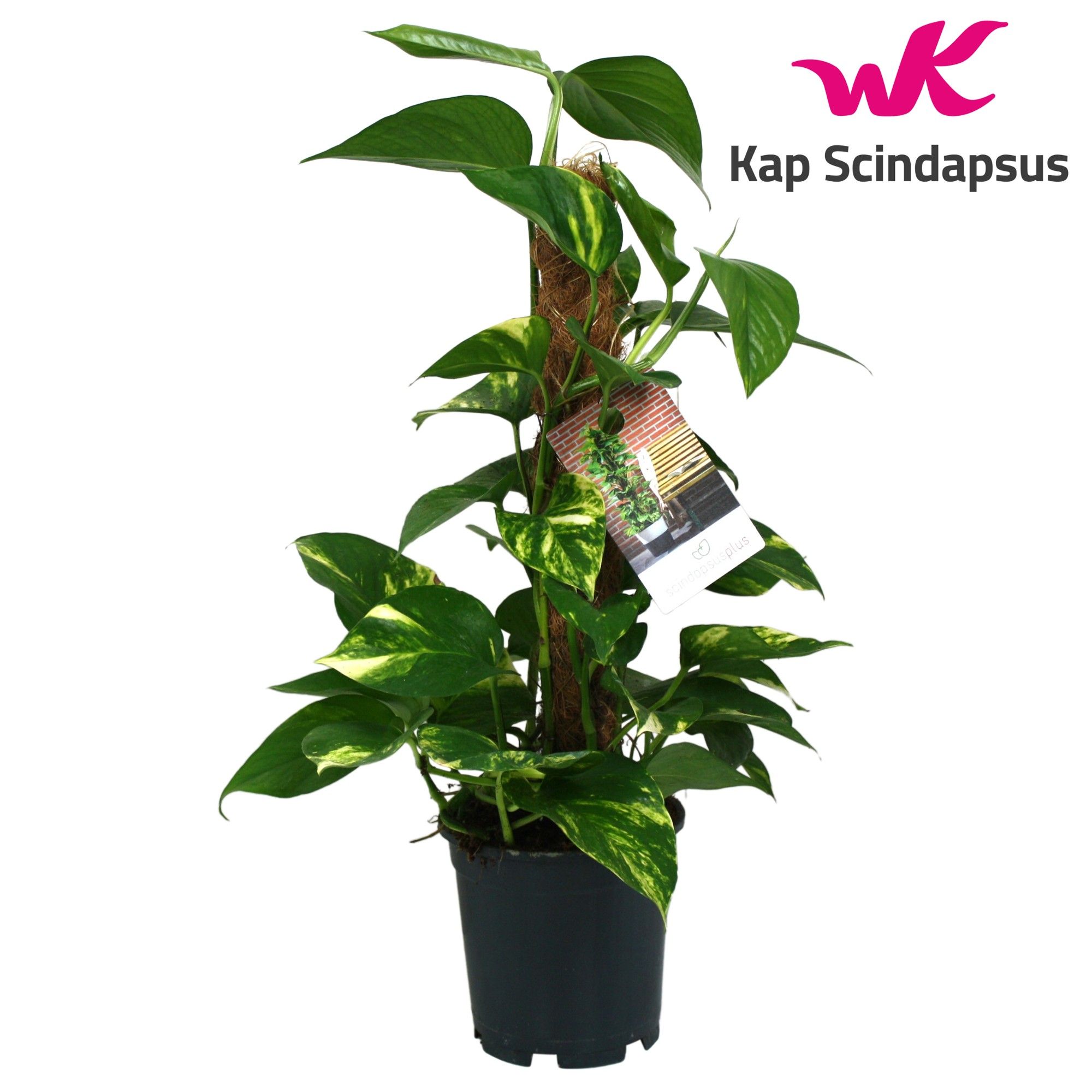 Scindapsus (Epipremnum) mosstok 50 cm, D 15